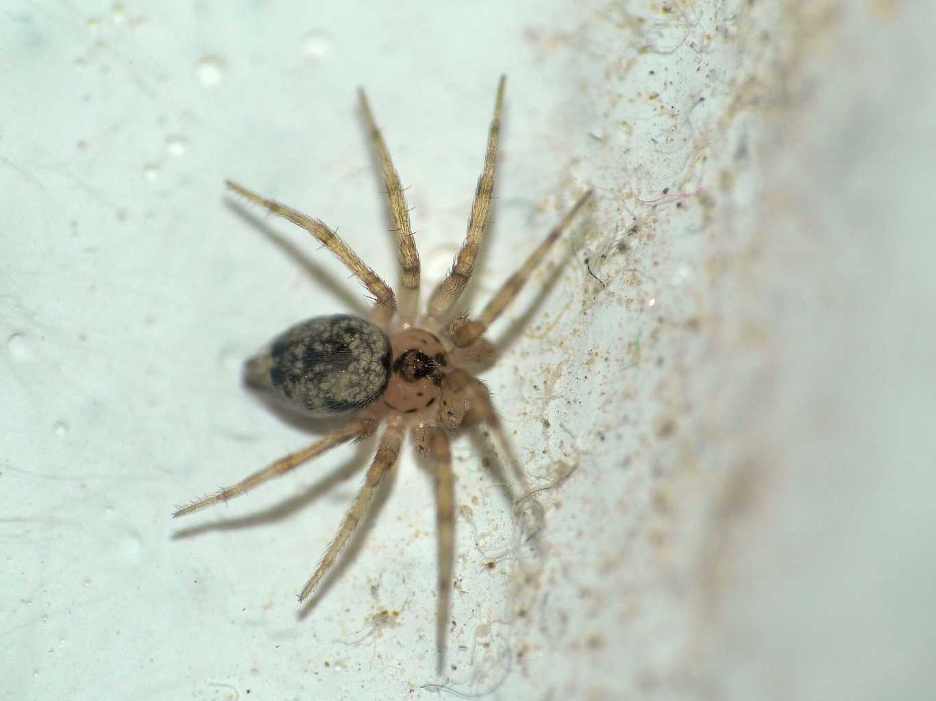 I miei inquilini Oecobius - Santa Teresa Gallura (OT)